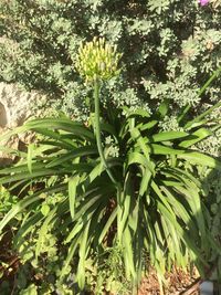 Close-up of fruit growing on tree