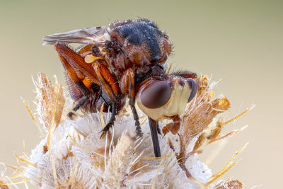 Close-up of bee on flower