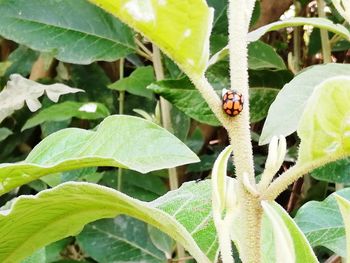 Close-up of ladybug on leaf