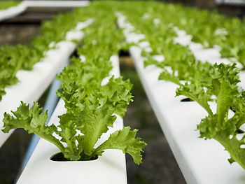 Close-up of salad vegetables in the hydroponic plot.