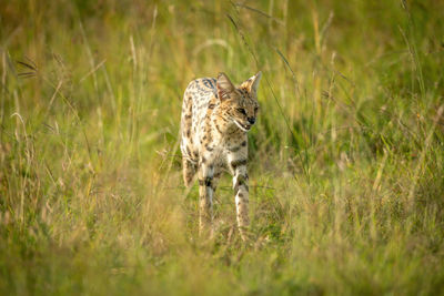 Serval walking through long grass in sunshine