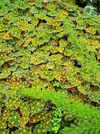 High angle view of plant growing on field