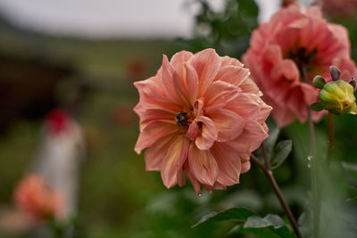 Close-up of bee pollinating on pink flowering plant