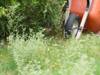 Close-up of plants growing in grass