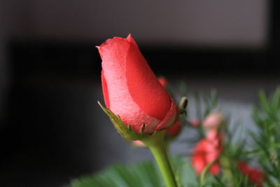 Close-up of red rose