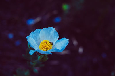 Close-up of blue flowering plant