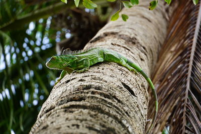 Close-up of lizard on tree trunk