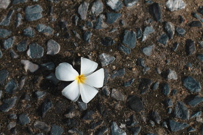 High angle view of white flowering plants on land