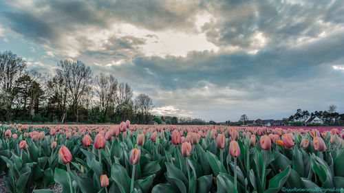 View of flowering plants on field against cloudy sky