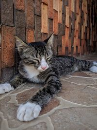 High angle view portrait of cat sleeping