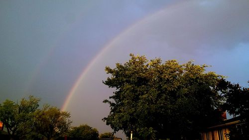 Low angle view of rainbow over trees