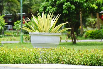 Flower green in the ground