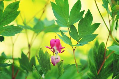 Close-up of pink flowers