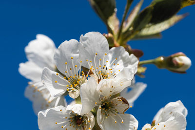 Close-up of white cherry blossoms against sky