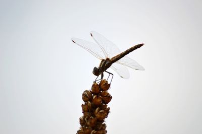 Close-up of insect on flower