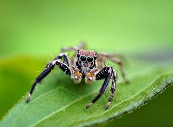 Close-up of the jumping spider on leaf