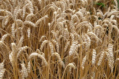 Field of wheat