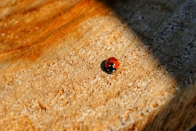 High angle view of ladybug