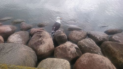 High angle view of birds on rocks at beach