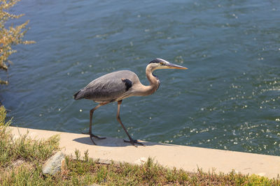 High angle view of great blue heron on retaining wall against lake