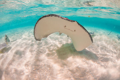 Stingray swimming up 