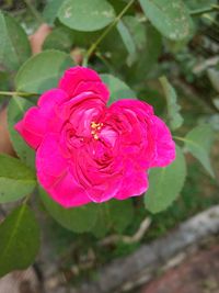 Close-up of pink rose blooming outdoors