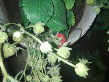 High angle view of red flowering plant