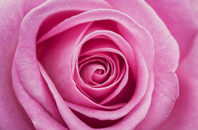 Close-up of pink rose