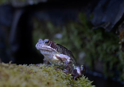 Close-up of a lizard on rock