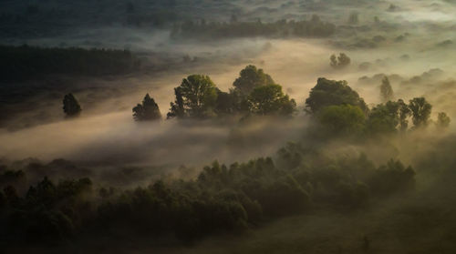 Trees in forest against sky