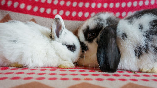 Short-eared vs long-eared rabbit