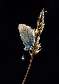 Close-up of insect on flower against black background