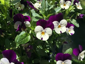 Close-up of purple flowers blooming