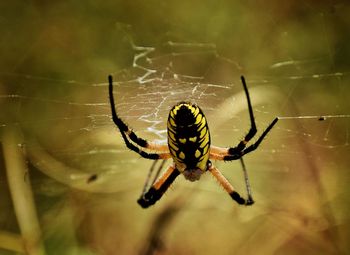 Close-up of spider on web