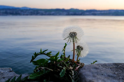 Close-up of dandelion against sky