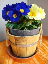 Close-up of potted plant on table