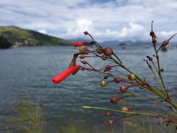 Close-up of berries on tree against sky