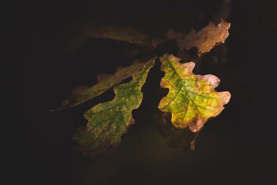 Close-up of leaf over black background