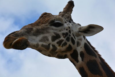 Close-up of giraffe