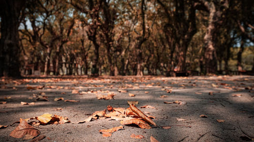 Close-up of dry maple leaves on tree trunk