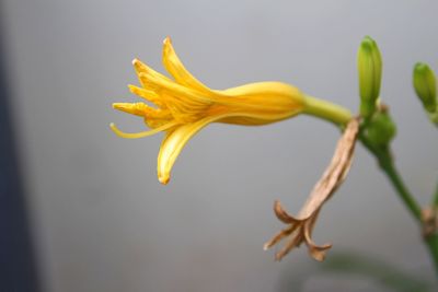 Close-up of wilted flower against blurred background