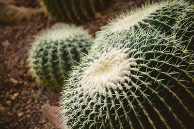 Close-up of cactus plant