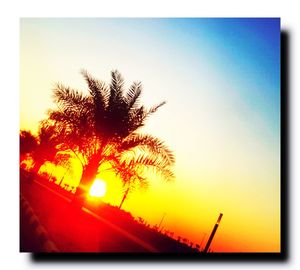 Silhouette trees against clear sky during sunset