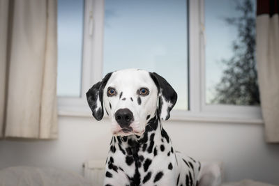 Portrait of dalmatian dog at home