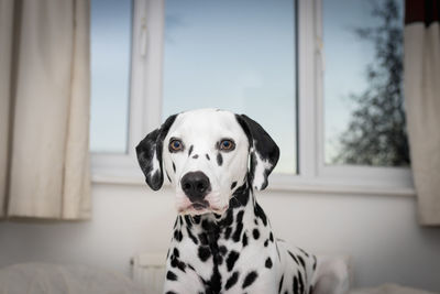 Close-up portrait of dog at home