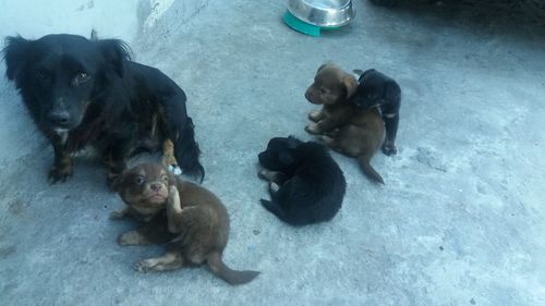 High angle view of monkey with dog