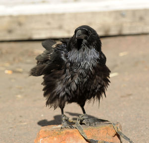 Close-up of bird perching