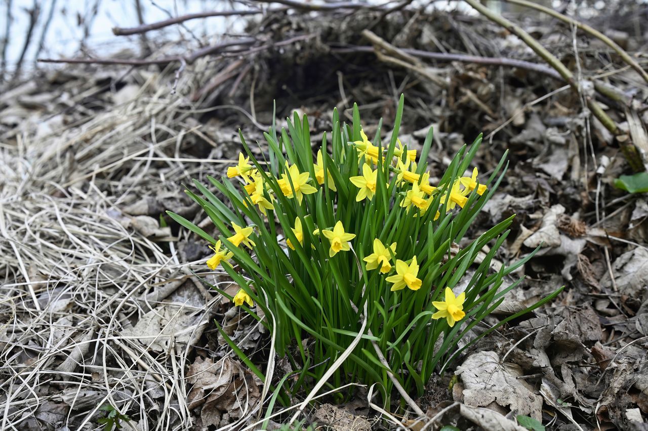 plant, flower, flowering plant, nature, growth, beauty in nature, grass, land, yellow, field, fragility, freshness, no people, day, close-up, outdoors, focus on foreground, springtime, green, high angle view, plant part, garden, leaf, flower head