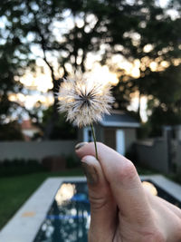 Cropped hand holding dandelion against white background