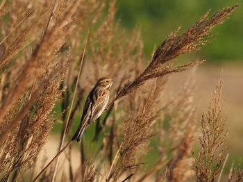 Close-up of a bird perching on a plant